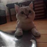 宠医DoctorFang头像