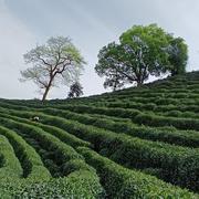 架构之门的个人资料头像