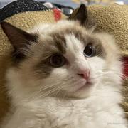 铁头娃娃的个人资料头像