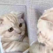 球长的个人资料头像