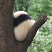 RayMs的个人资料头像