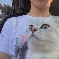 李百万是只猫头像
