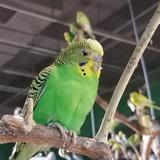 哈瑞杰克的梦想头像