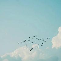 卿老师的ID头像