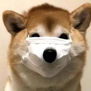 醉染枫亭的个人资料头像