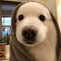 高冷风声Pw8头像