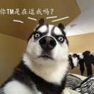 双面沸小虎的个人资料头像