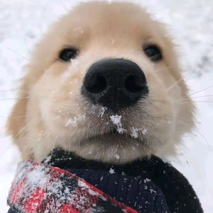 小飞头像