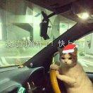 企鹅飞啊飞的个人资料头像