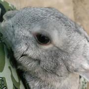 dainb的个人资料头像