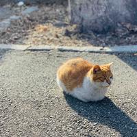 总该明白头像