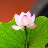 传统国学123头像