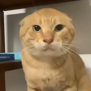 小白闯美股的个人资料头像