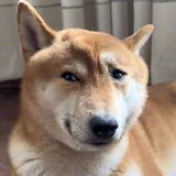 龟速车车主头像