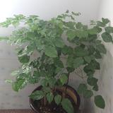 承诺69856头像