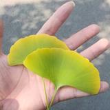 繁花似锦不落幕562头像