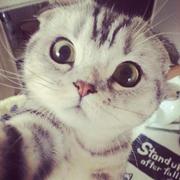 FANGYI的个人资料头像