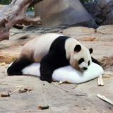 浅笑102931396头像