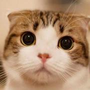 15521529438的个人资料头像