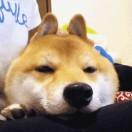 iyiking的个人资料头像