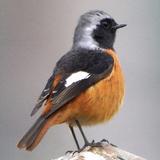 乘风破浪的热气球头像