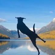 达斯丁狗的个人资料头像