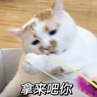 大壮神马的头像