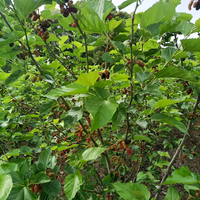 油茶顾问小辉头像