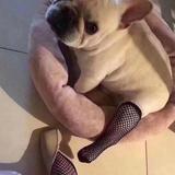 麻烦老板来碗鱼丸粗面头像