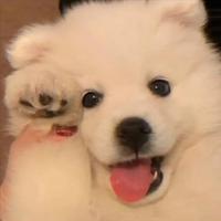 陈大锤593头像