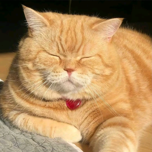 番茄2670090092818932头像