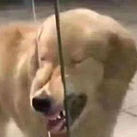 人云亦云头像
