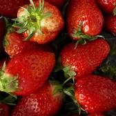 草莓8249头像