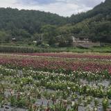 一抹就黑ZS头像