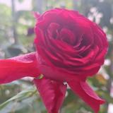 优雅伯蒂8r1头像