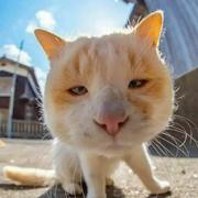 阿丰的个人资料头像