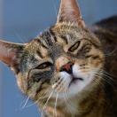 哼哼哈嘿哟的个人资料头像