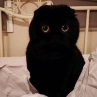 致你所爱155头像