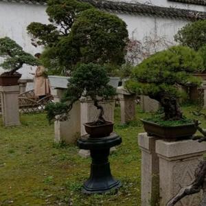 晚秋枫叶剪辑头像
