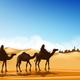 沙漠骆驼1858头像