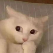 nia哈的个人资料头像