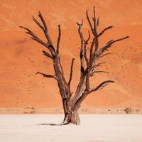 言炎夏日409头像