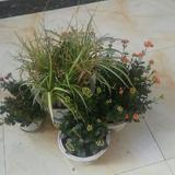 冬天飘血花头像