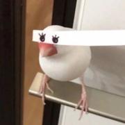 蓝色蒲公英的个人资料头像