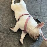 皮皮鹏145815头像