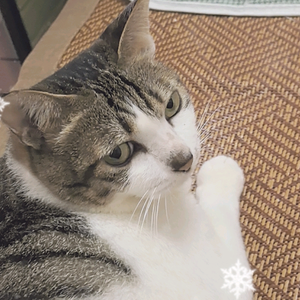 海棠林摇曳的花影头像