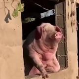 花宇孩头像