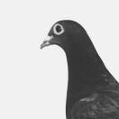 andrew_的个人资料头像