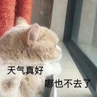 没钱的日子怎么买车头像