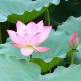 七彩鱼610头像